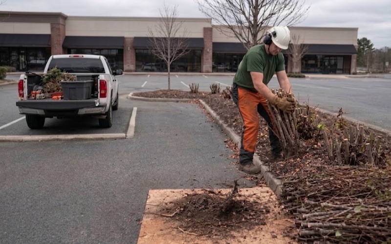 Worker pulling out a hedge stem cluster at a Smyrna storefront frontage after the top has been taken off.